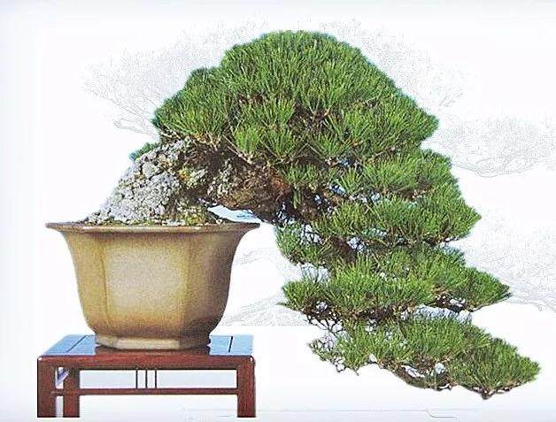 松柏盆景在冬季整型好处多