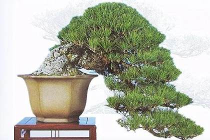 松柏盆景在冬季整型好处多