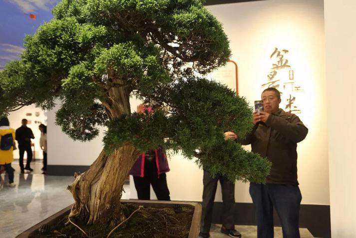 江苏盆景博物馆盛装开馆