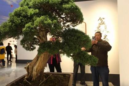 江苏盆景博物馆盛装开馆