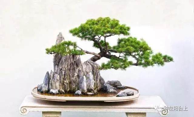 图解 附石型盆景怎么制作的22个步骤