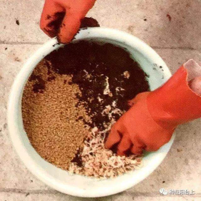 图解 附石型盆景怎么制作的22个步骤