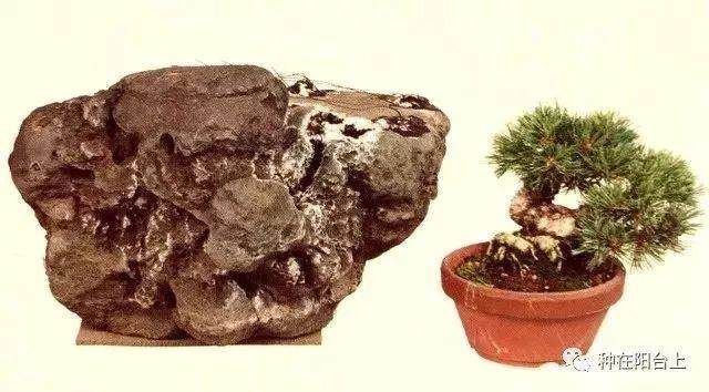 图解 附石型盆景怎么制作的22个步骤