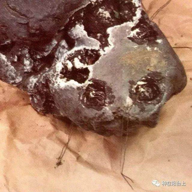 图解 附石型盆景怎么制作的22个步骤