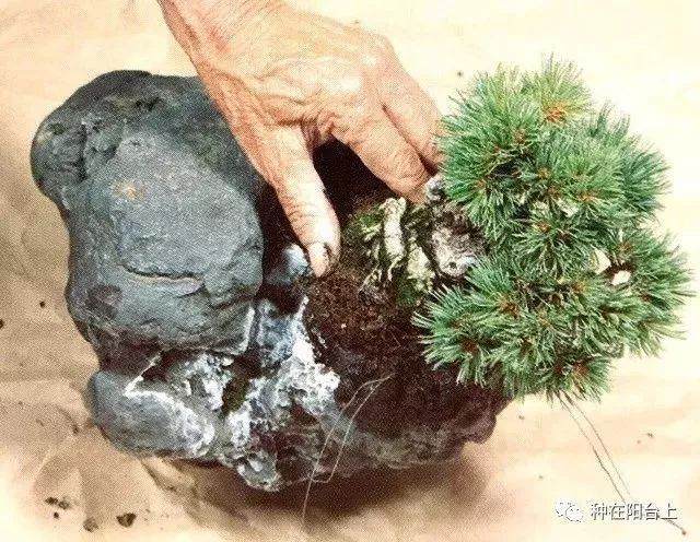 图解 附石型盆景怎么制作的22个步骤