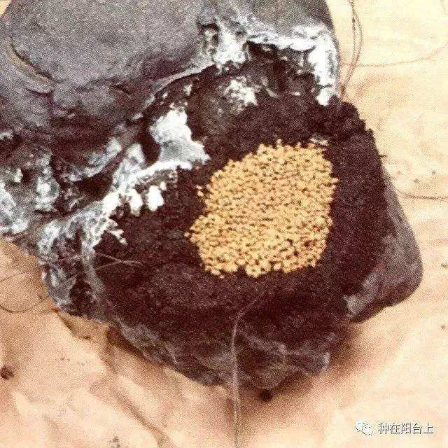 图解 附石型盆景怎么制作的22个步骤