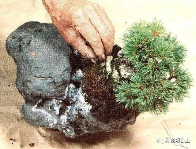图解 附石型盆景怎么制作的22个步骤