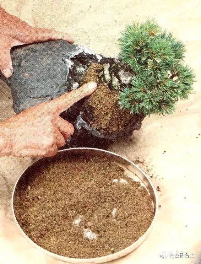 图解 附石型盆景怎么制作的22个步骤