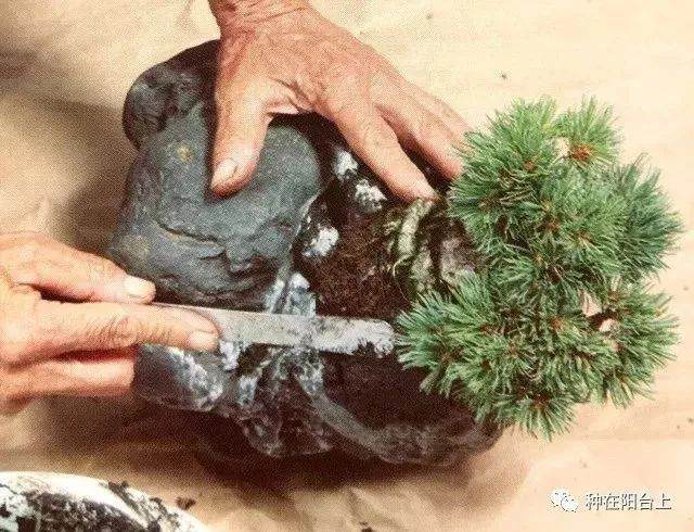 图解 附石型盆景怎么制作的22个步骤