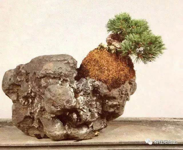图解 附石型盆景怎么制作的22个步骤