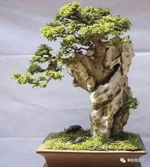 图解 附石型盆景怎么制作的22个步骤