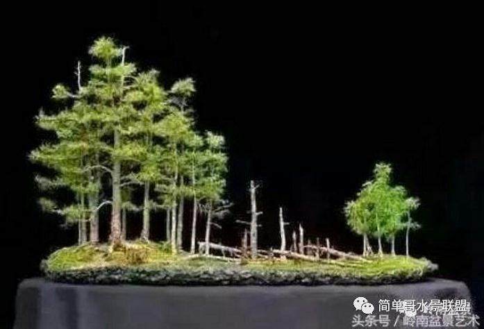 丛林式造景布局在盆景与水族造景中的运用