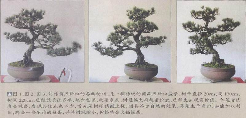 图解 五针松盆景怎么制作的19个过程