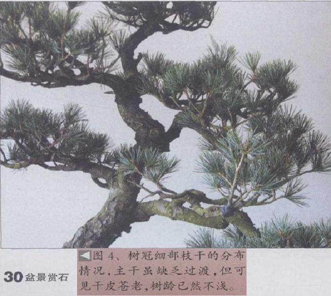 图解 五针松盆景怎么制作的19个过程