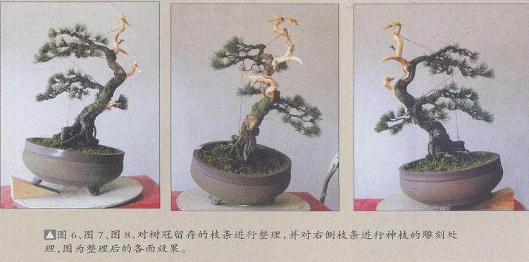 图解 五针松盆景怎么制作的19个过程