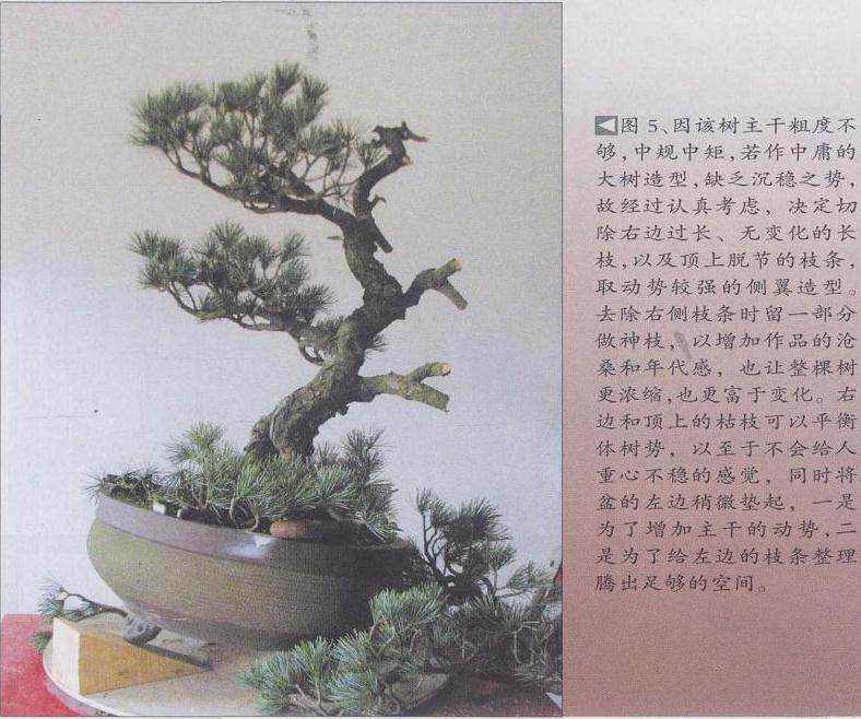 图解 五针松盆景怎么制作的19个过程
