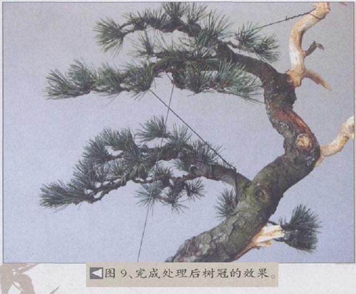 图解 五针松盆景怎么制作的19个过程