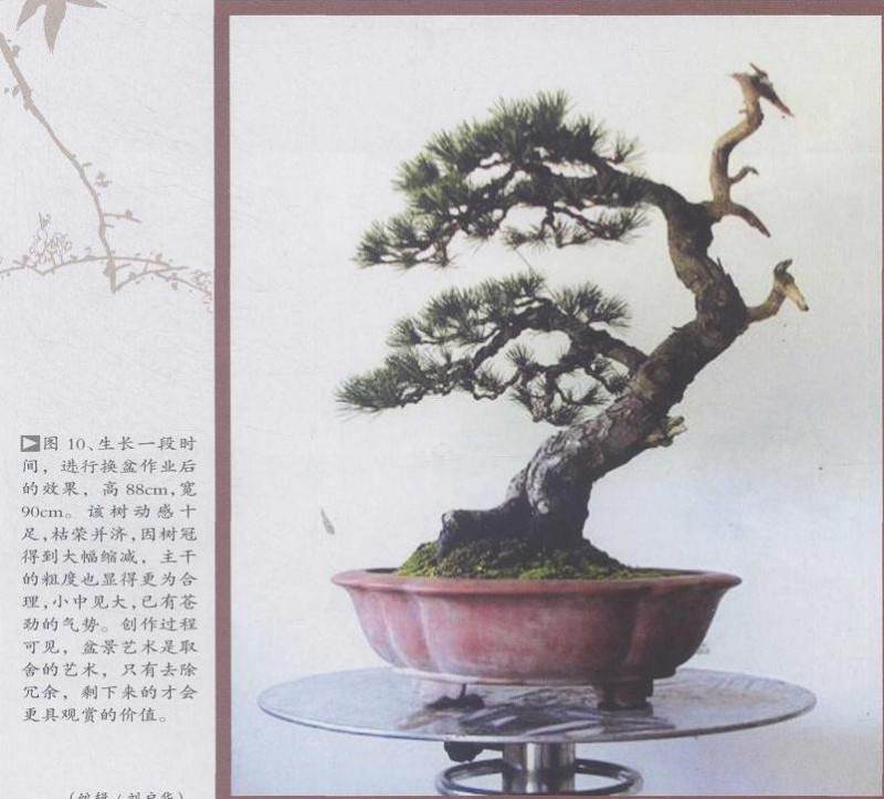 图解 五针松盆景怎么制作的19个过程