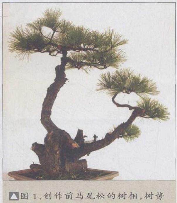 图解 马尾松盆景怎么制作的4个过程