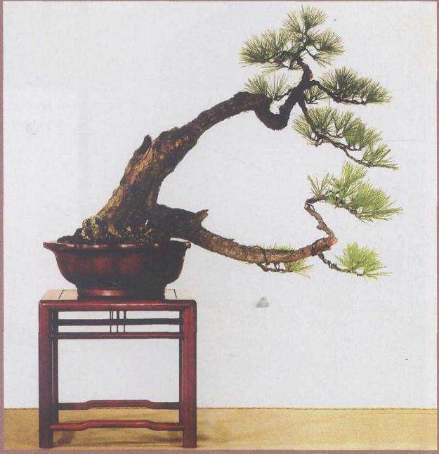 图解 马尾松盆景怎么制作的4个过程