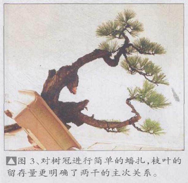 图解 马尾松盆景怎么制作的4个过程