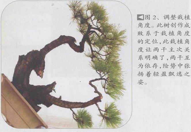 图解 马尾松盆景怎么制作的4个过程