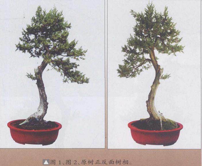 原树正反面树相