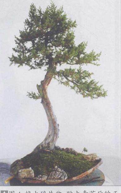 贴上青苔后的正面和背面树相