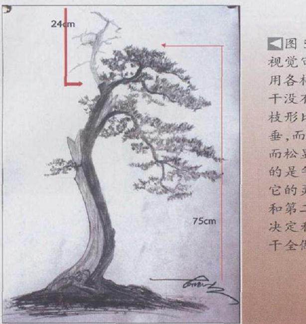 图解 文人树盆景怎么造型札记的