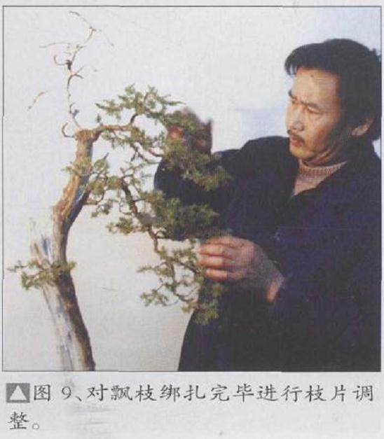 对飘枝绑扎完毕进行枝片调整