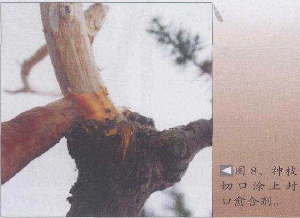 神枝切口涤上封口愈合荆