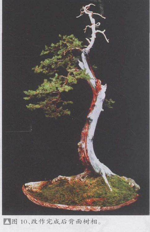 制作完成后背面树相