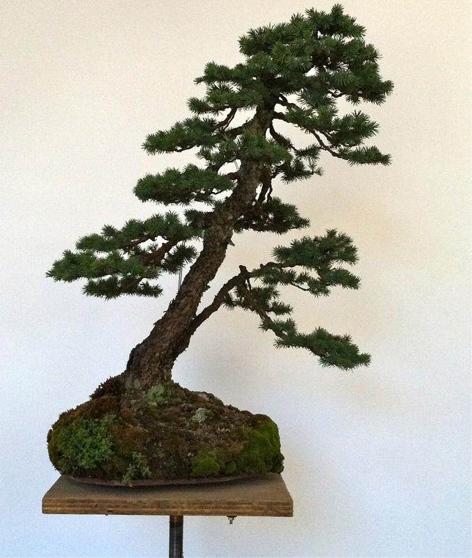 在这篇文章中 我还在我的院子里放了几个小盆景