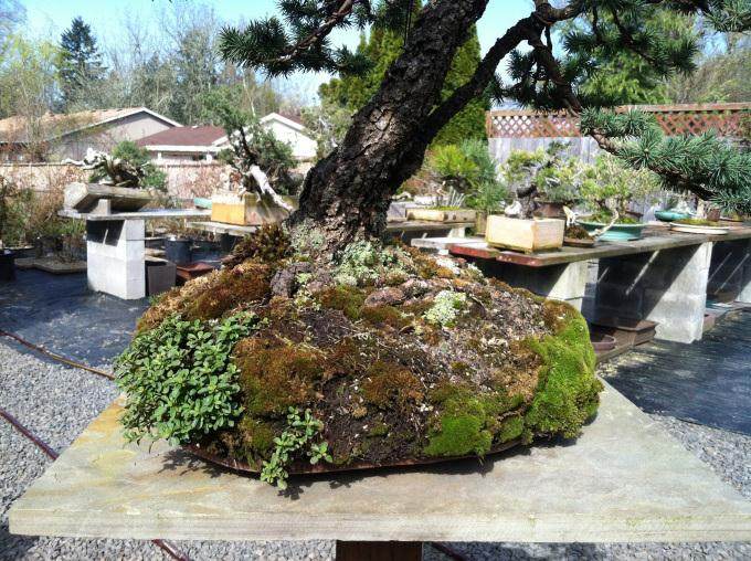 在这篇文章中 我还在我的院子里放了几个小盆景