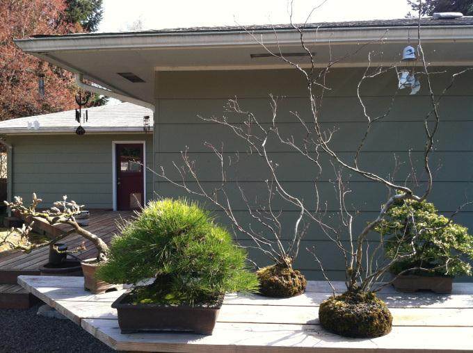 在这篇文章中 我还在我的院子里放了几个小盆景