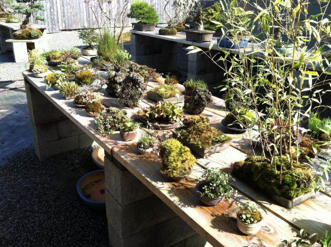 在这篇文章中 我还在我的院子里放了几个小盆景