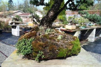 在这篇文章中 我还在我的院子里放了几个小盆景