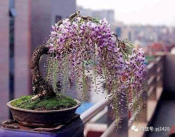 好问题 似乎虽然很多人都希望有一个紫藤盆景