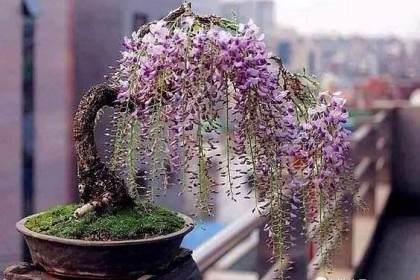 好问题 似乎虽然很多人都希望有一个紫藤盆景