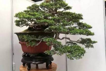 在冬天寒冷季节的盆景树根养护