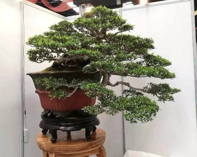 在冬天寒冷季节的盆景树根养护