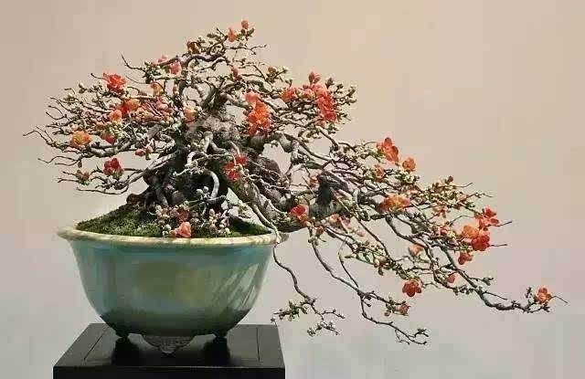 上周在格拉恩先生关于长寿梅盆景的帖子