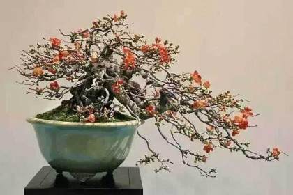 上周在格拉恩先生关于长寿梅盆景的帖子