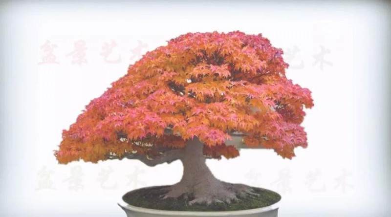 有些树木盆景 在同一个季节里会呈现丰富的色彩