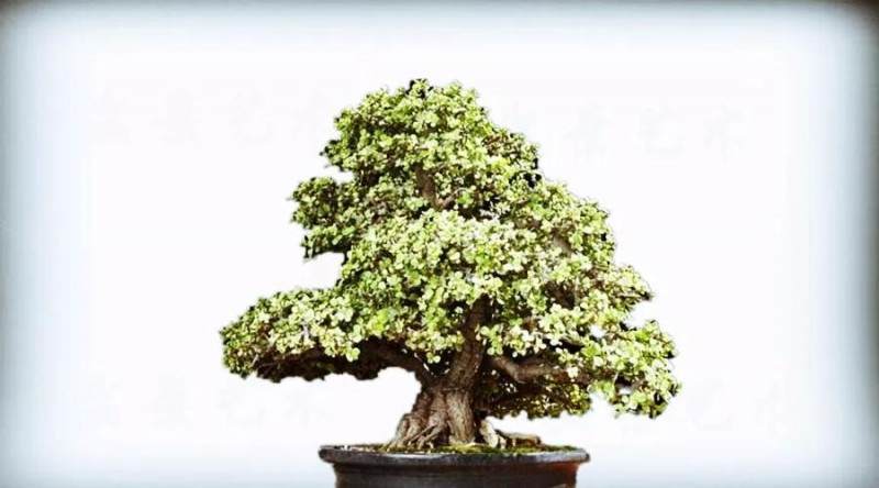 银杏盆景造型应注意如下7点