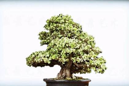 银杏盆景造型应注意如下7点