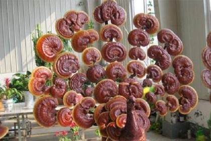 山东青岛90后销售员辞职种盆景灵芝 今年入百万