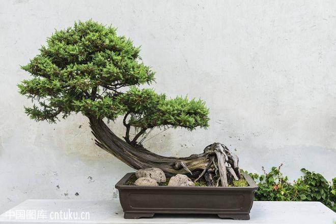 苏州拙政园首次举办盆景花卉工汉式拜师礼