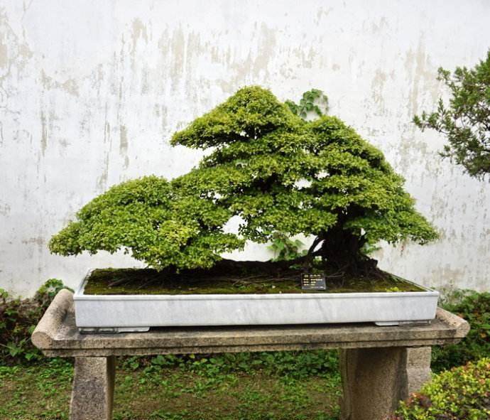 拙政园办迎春精品花果盆景展持续到2月23日