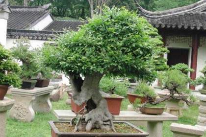 周末去虎丘中国五大流派盆景艺术作品展明天开幕